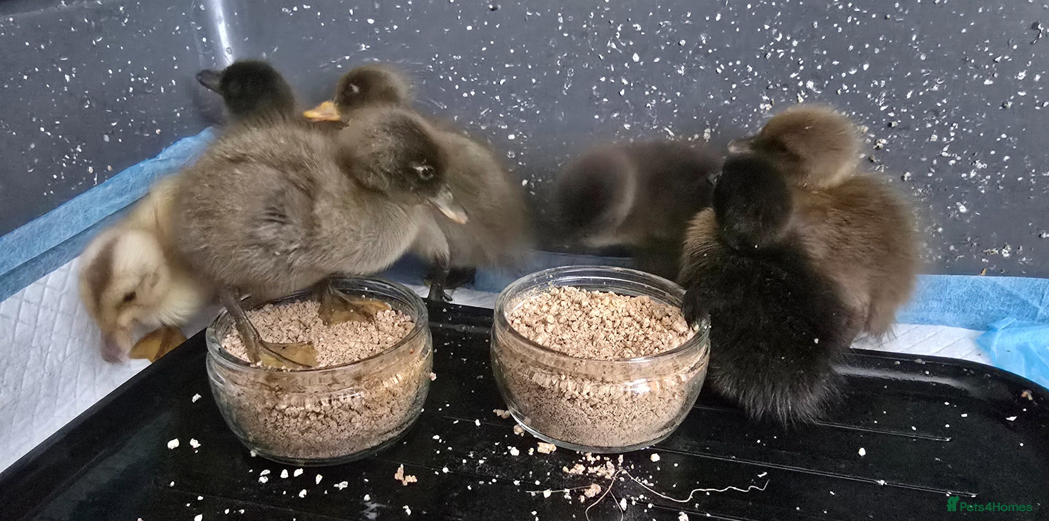 Ducks poultry Indian Runner Ducklings - Advert 1