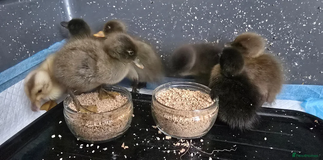 Ducks poultry for sale: Indian Runner Ducklings - Advert 1