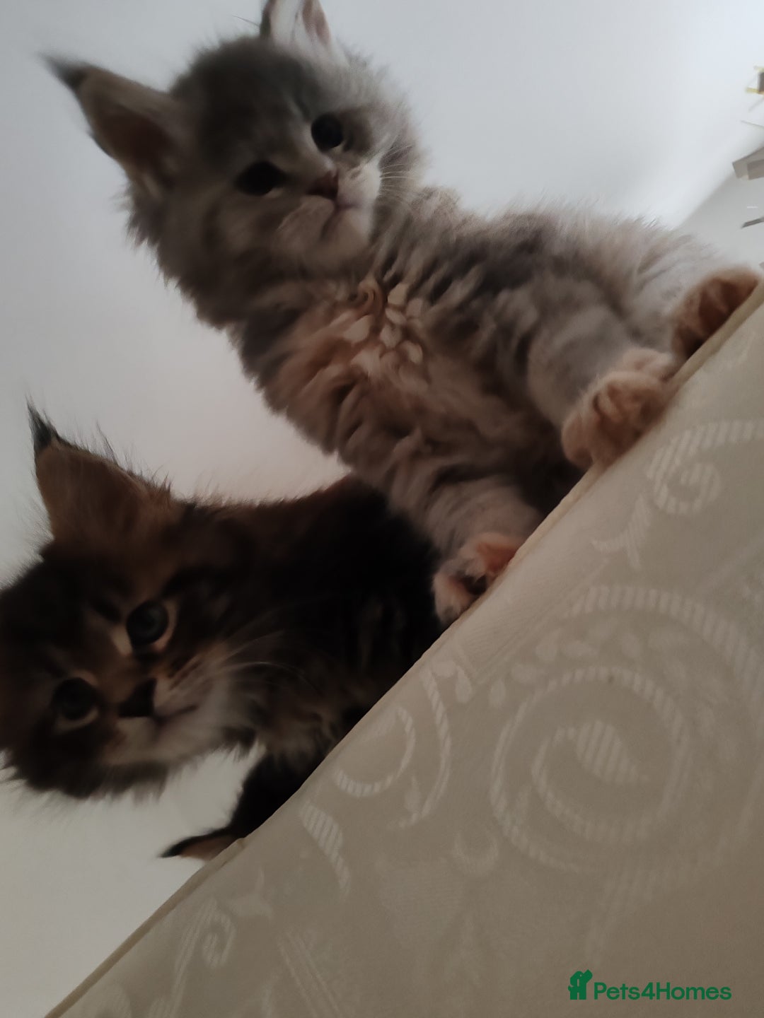 Maine Coon cats for sale: Maine coon kittens  - Advert 4