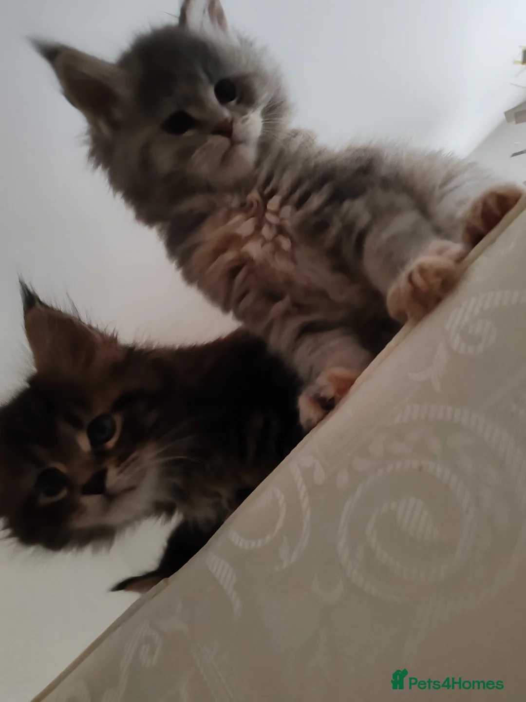 Maine Coon cats for sale: Maine coon kittens  - Advert 4