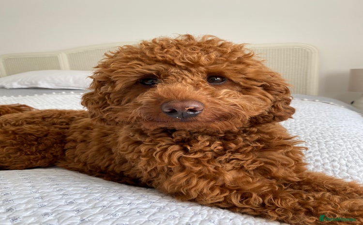 Miniature Poodle dogs - Advert 1