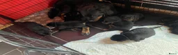 Mixed Breed dogs for sale: Rottweiler x Rottweiler x Akita  - Advert 15