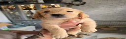 Golden Retriever dogs for sale: Show Type KC Registered Golden Retrievers !!  - Advert 4