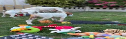 Pointer dogs for sale: Gorgeous Pointer Puppies looking for new homes - Advert 6