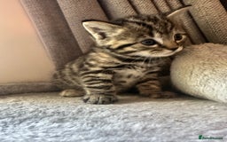 Mixed Breed cats for sale: Adorable Playful Happy Mixed breed kittens - Image 25