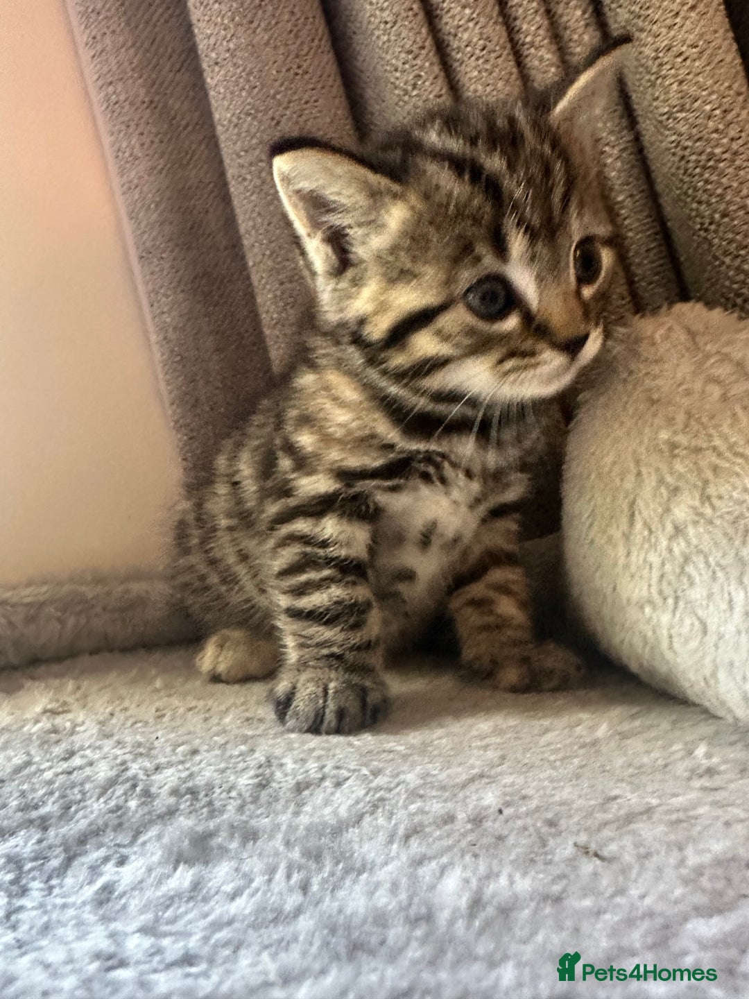 Mixed Breed cats for sale: Adorable Playful Happy Mixed breed kittens - Image 25