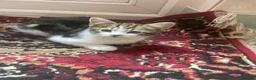 Mixed Breed cats for sale: Beautiful kittens looking for a loving homes  - Advert 2