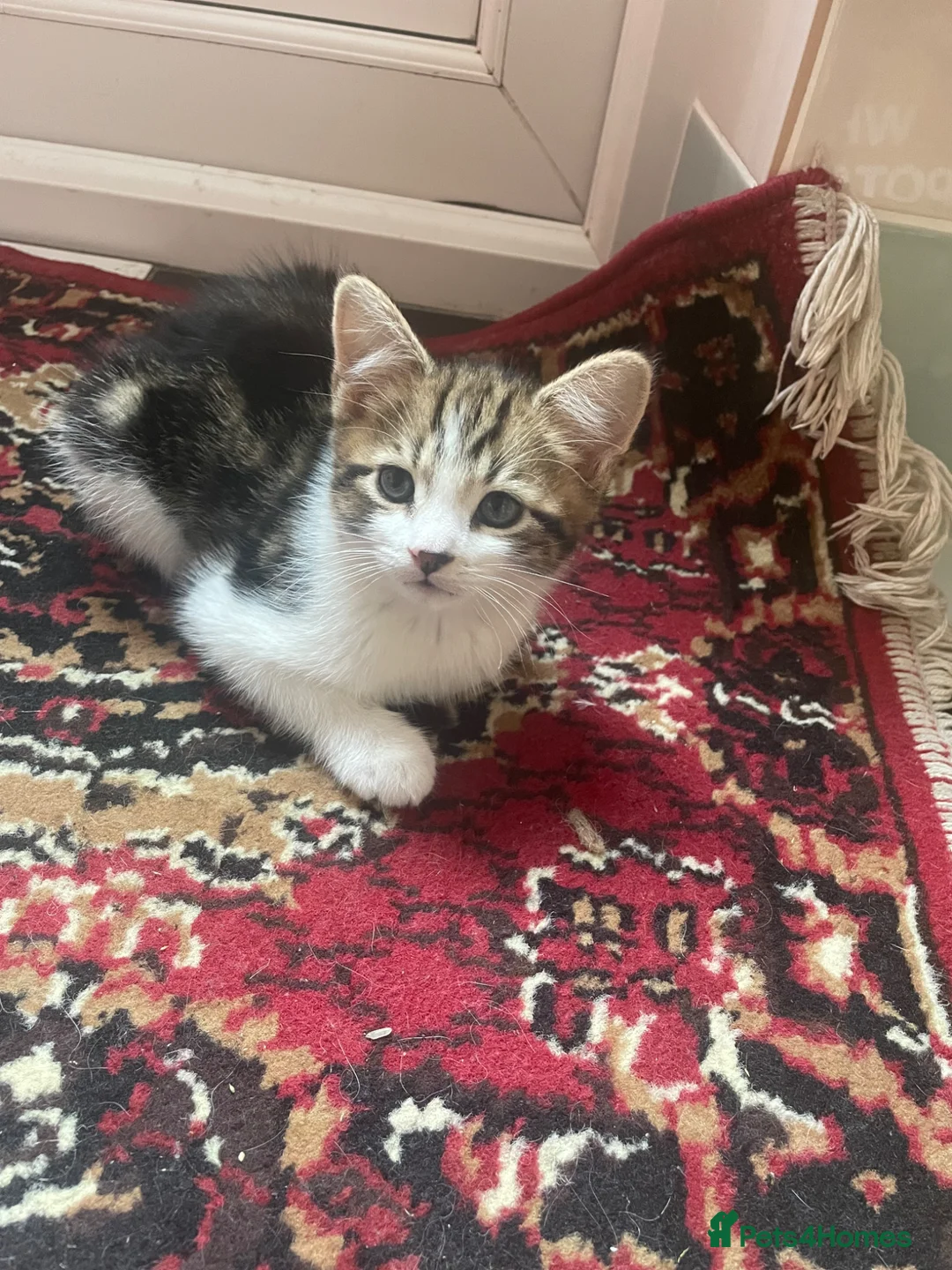 Mixed Breed cats for sale: Beautiful kittens looking for a loving homes  - Advert 2