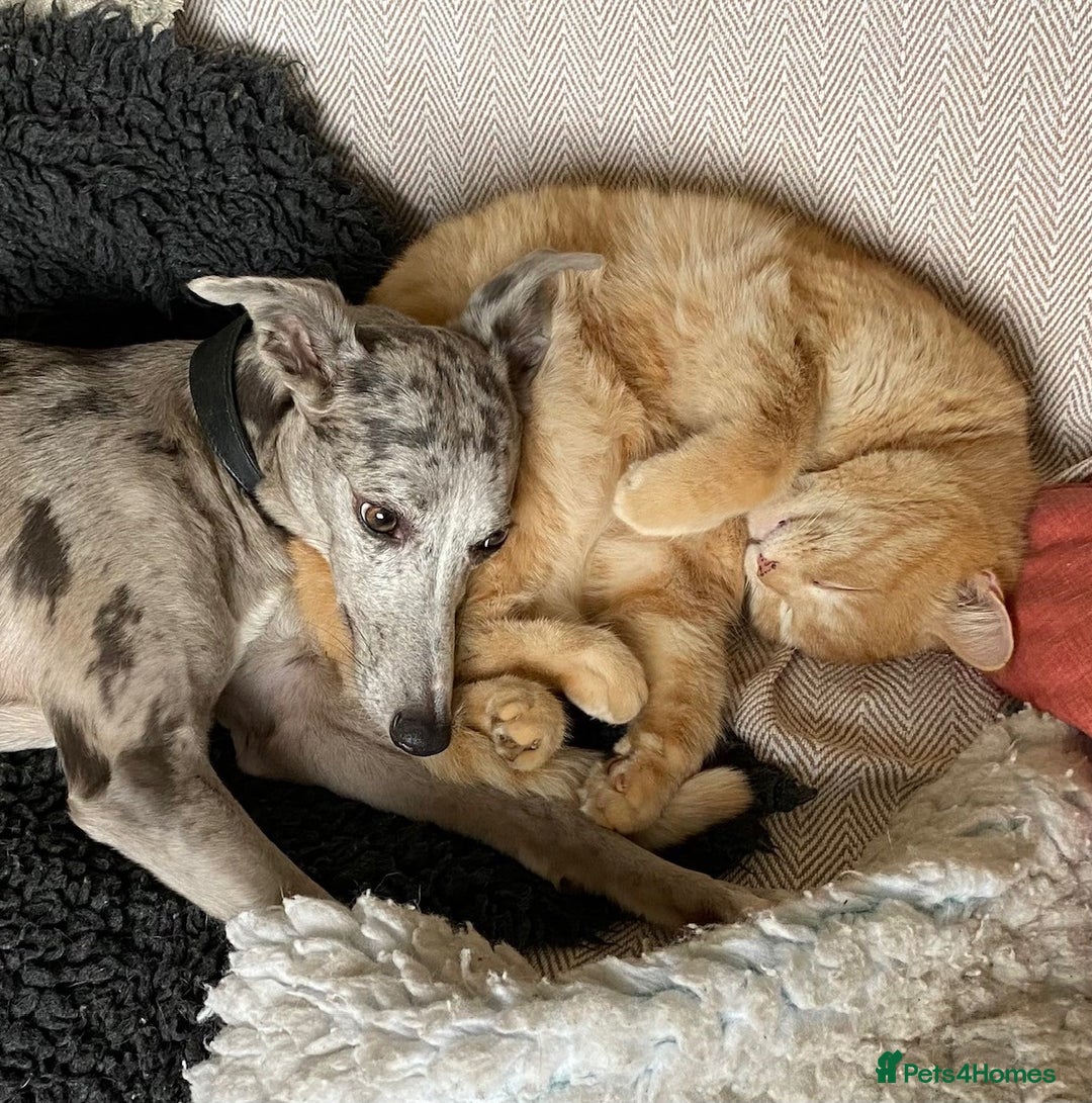 Whippet dogs for sale: Whippet lurcher pups - Advert 4