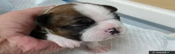 Mixed Breed dogs for sale: Boston Cross Pups Looking for Their Forever Home - Advert 20
