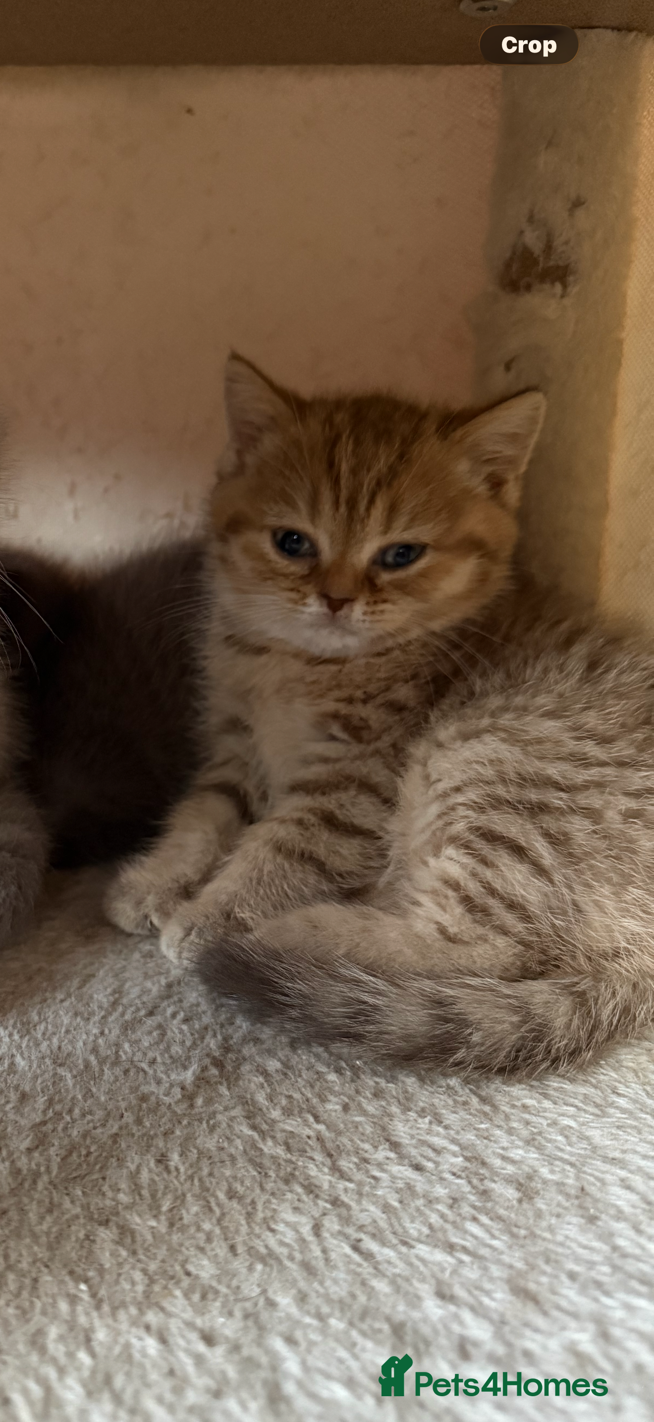Scottish Fold cats Exceptional litter of Scottish fold/ straight😍😍 - Advert 2