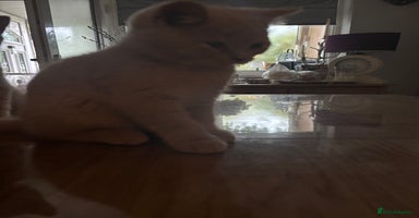 British Shorthair cats - Advert 8