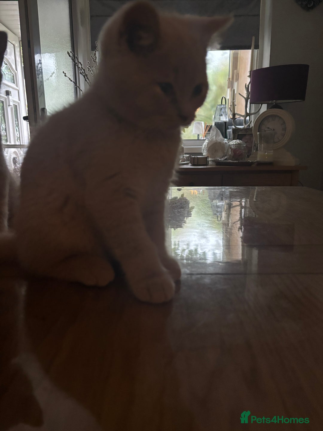 British Shorthair cats for sale: Stunning GCCF cream boy, 1  Blue, 1 tortie  - Image 3