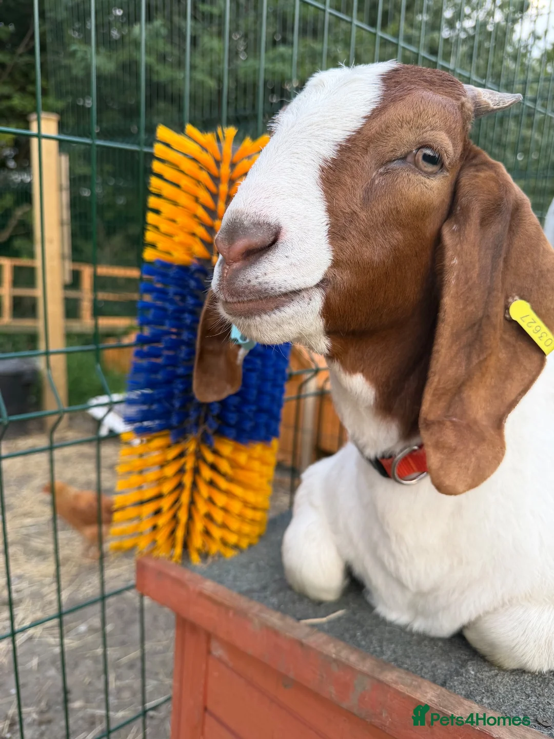 Goats livestock for sale: Boer castrated males  in Leeds - Advert 2