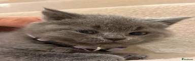 British Shorthair 1