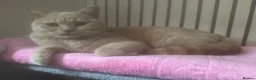 British Shorthair cats for sale: Female British short hair  in Newcastle upon Tyne - Advert 2