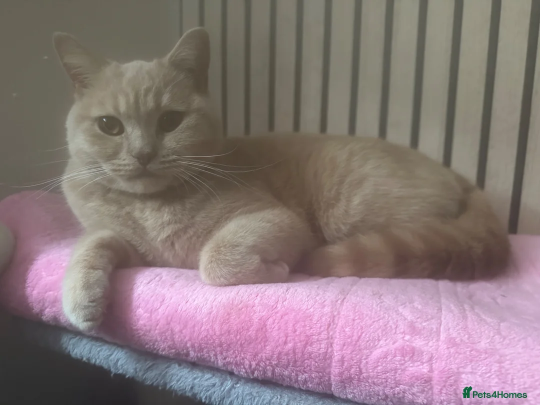 British Shorthair cats for sale: Female British short hair  in Newcastle upon Tyne - Advert 2