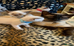 Siamese cats for sale: Gorgeous Lilac point Siamese girl.  - Image 3