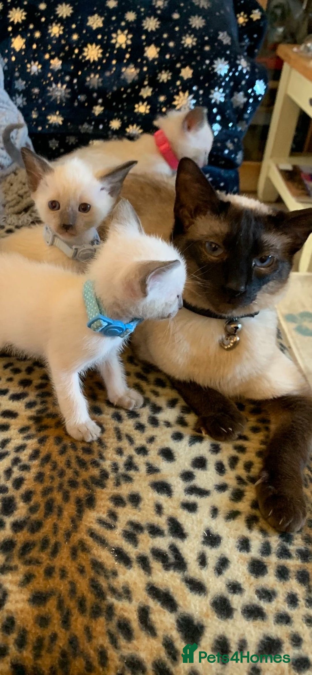 Siamese cats for sale: Gorgeous Lilac point Siamese girl.  - Image 3