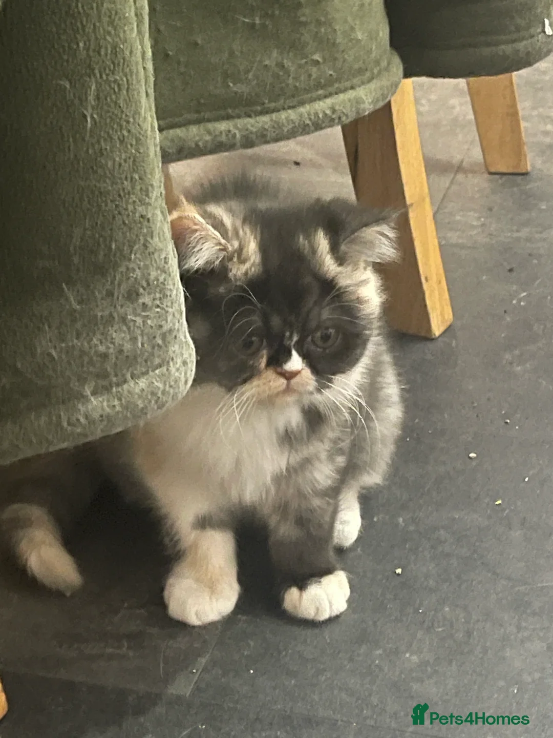 Persian cats for sale: Persian  **  kittens  - Advert 5