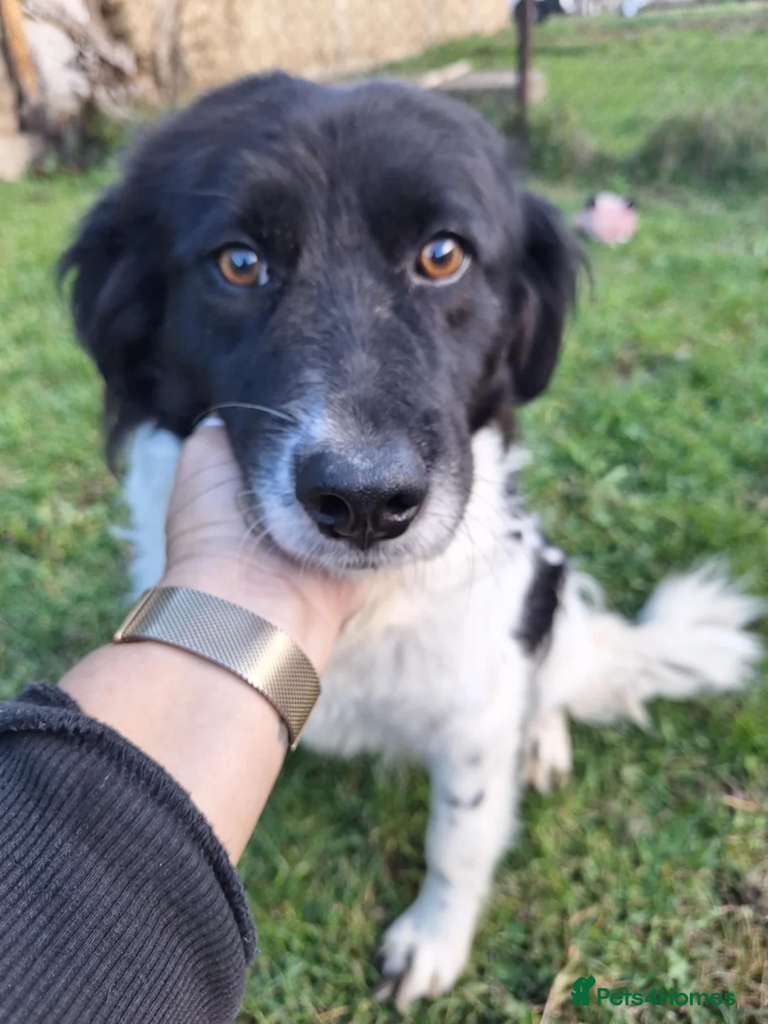 Mixed Breed dogs for adoption: Shaya for adoption in London - Advert 1