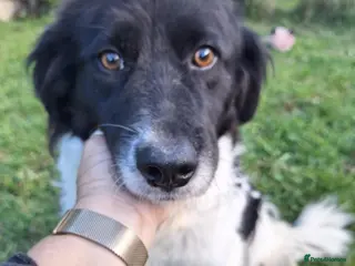 Mixed Breed dogs Shaya for adoption in London - Advert 1