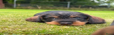 Dachshund 5