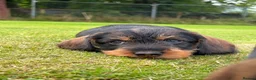 Dachshund dogs for sale: Wire haired dachshunds in Isle of Arran - Advert 1