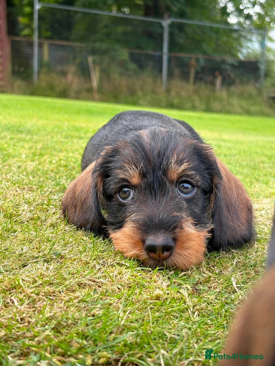 Dachshund dogs for sale: Wire haired dachshunds in Isle of Arran - Advert 1