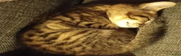 Mixed Breed cats for sale: Beautiful kittens  - Advert 2