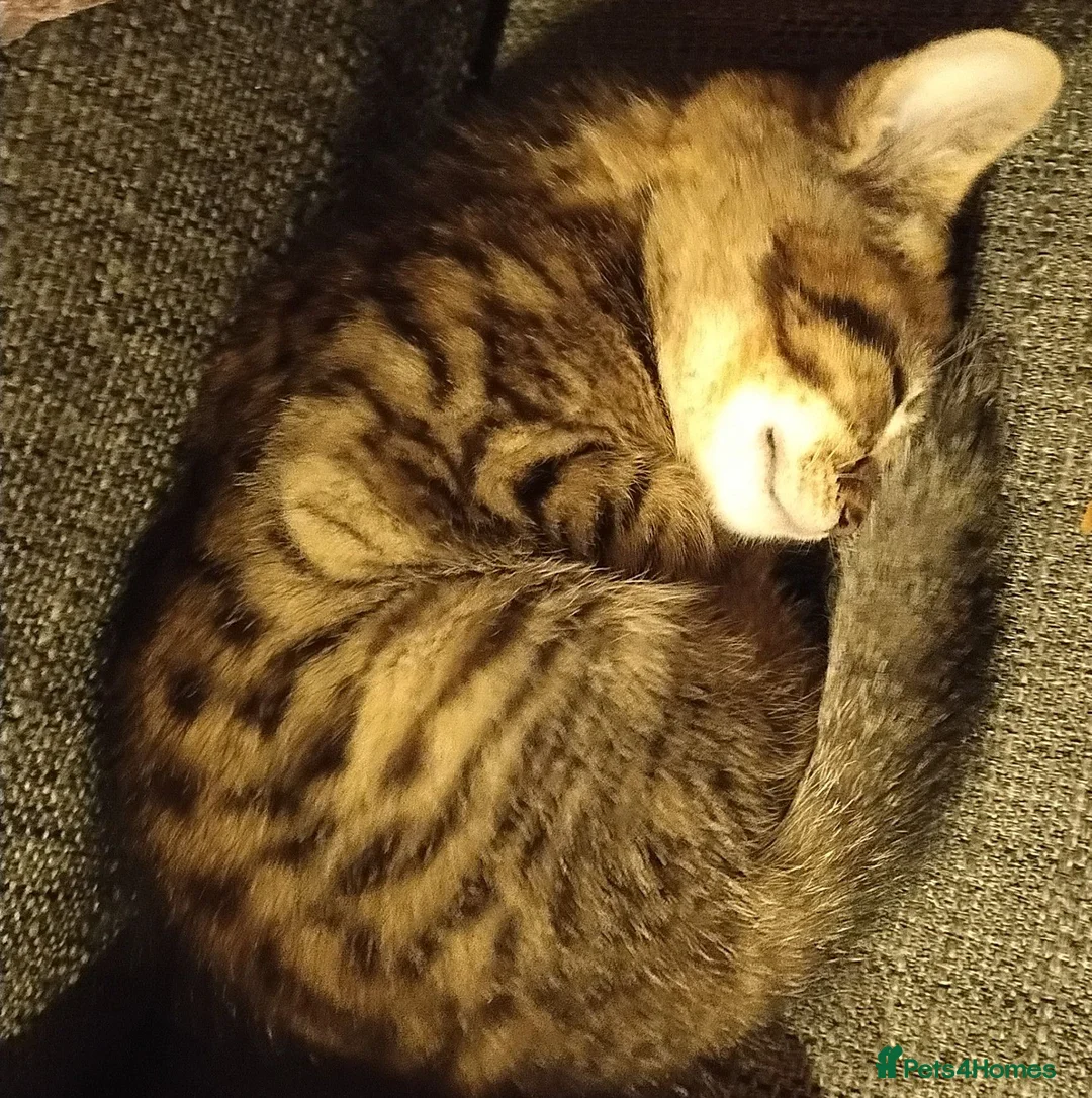 Mixed Breed cats for sale: Beautiful kittens  - Advert 2