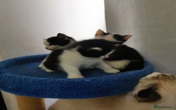 Mixed Breed cats for sale: Cute Mixed breed ragdoll kittens  - Image 3
