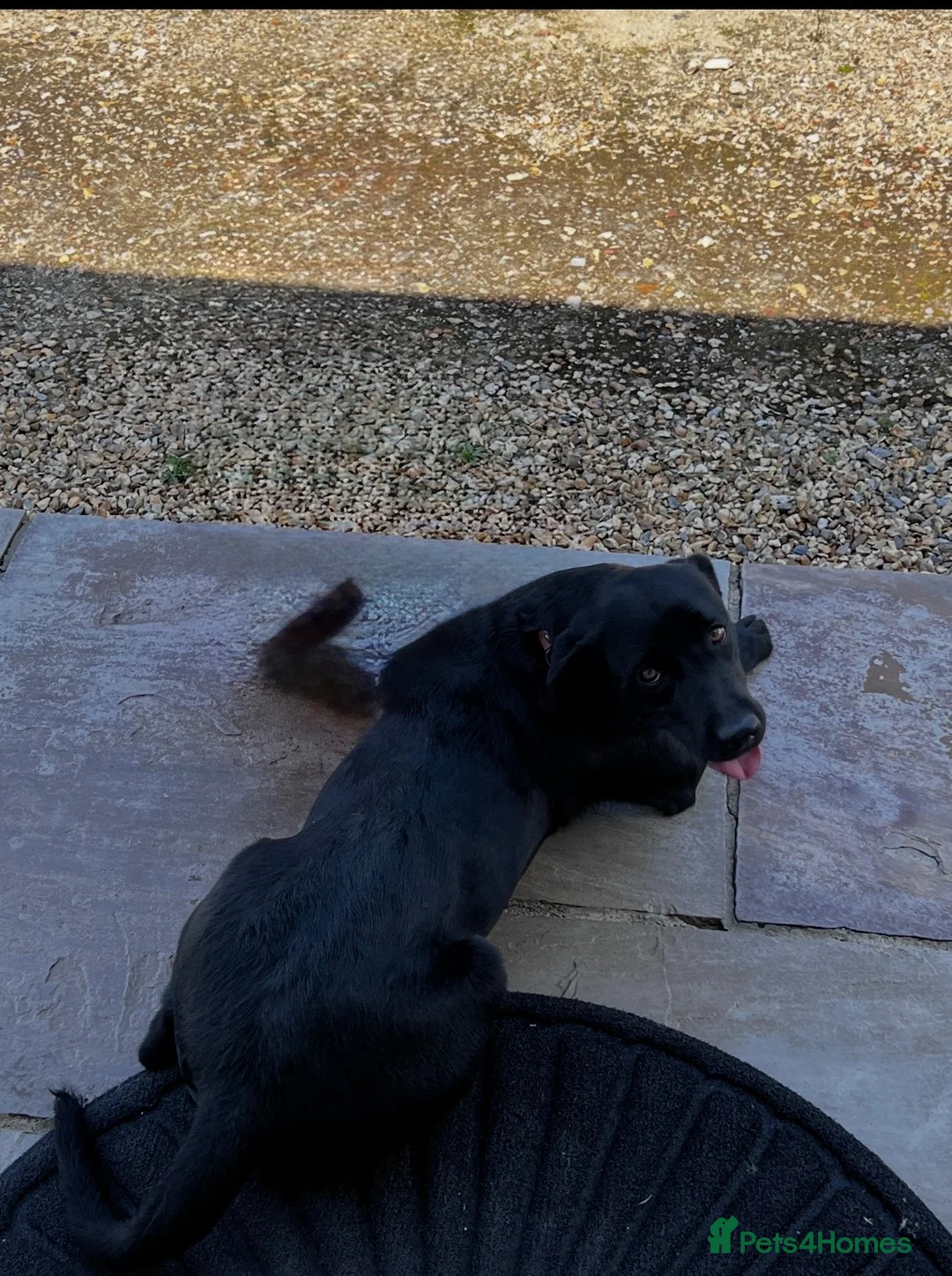 Labrador Retriever dogs for sale: Beautiful Labrador Willow - Advert 2