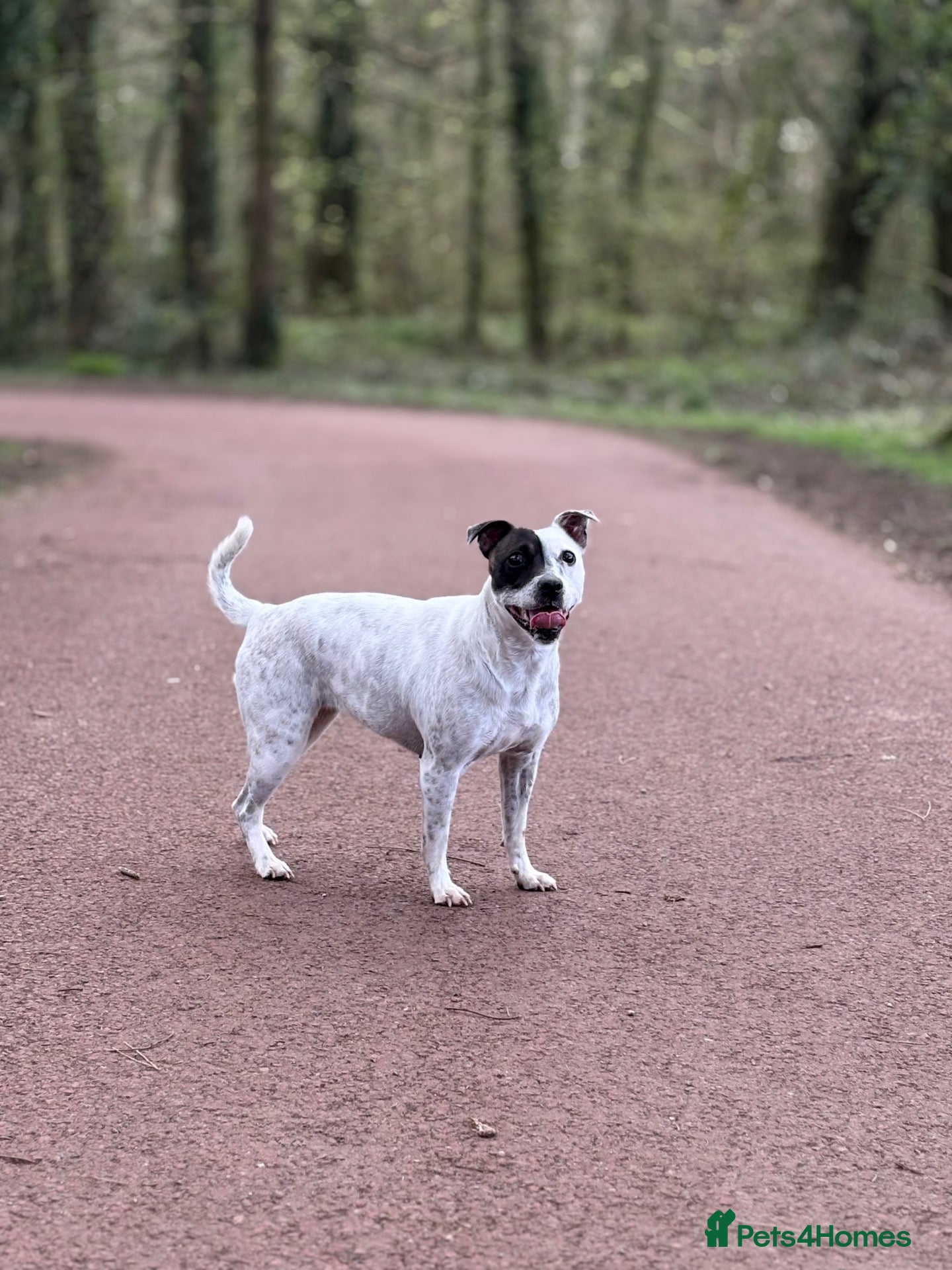 Mixed Breed dogs Staffy X Jackrusell Puppies  - Advert 1