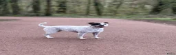Mixed Breed dogs for sale: Staffy X Jackrusell Puppies  - Advert 9
