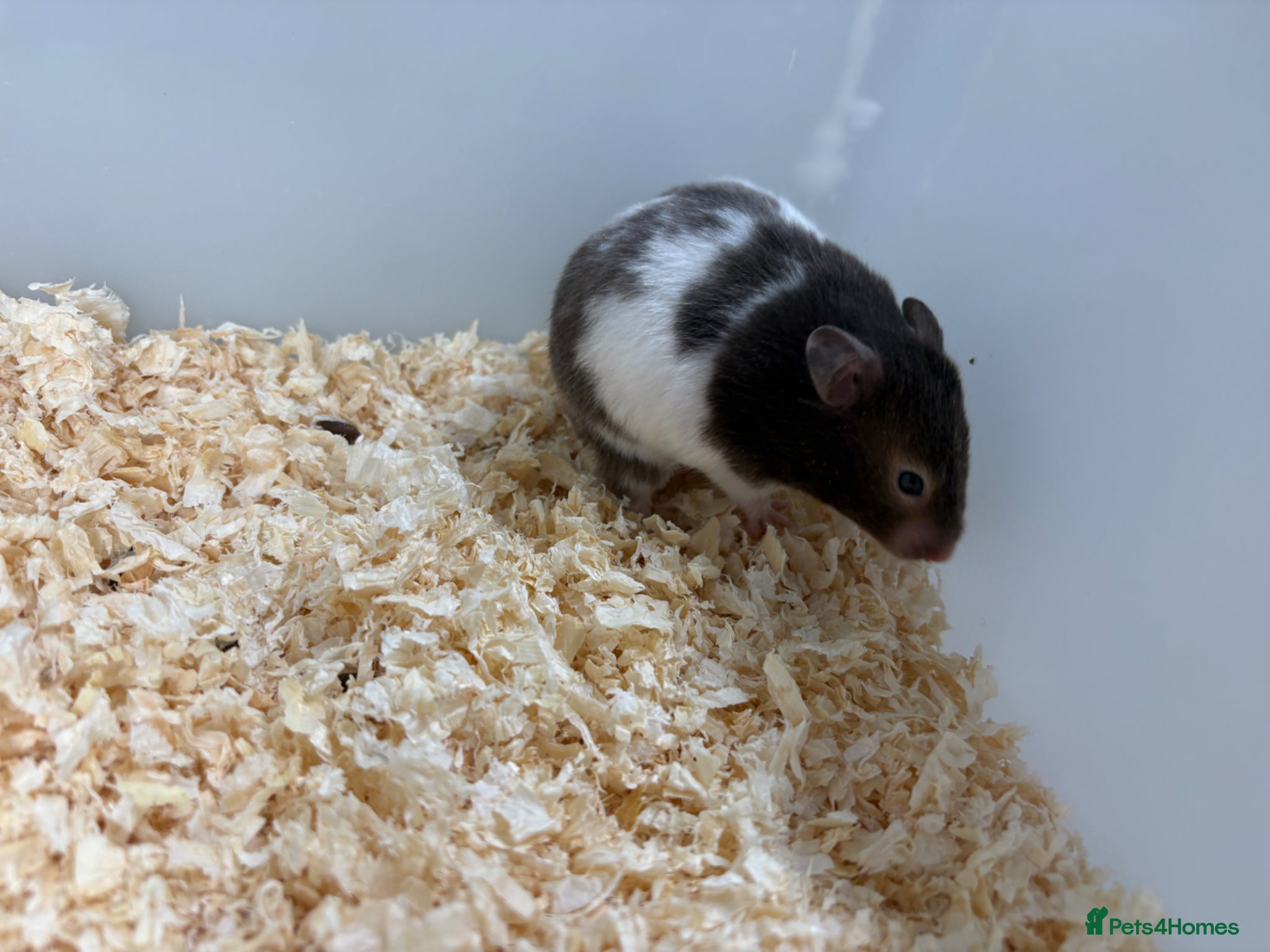 Hamster rodents Female Syrian hamsters  - Advert 1