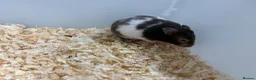 Hamster rodents for sale: Female Syrian hamsters  in Wilmslow - Advert 1