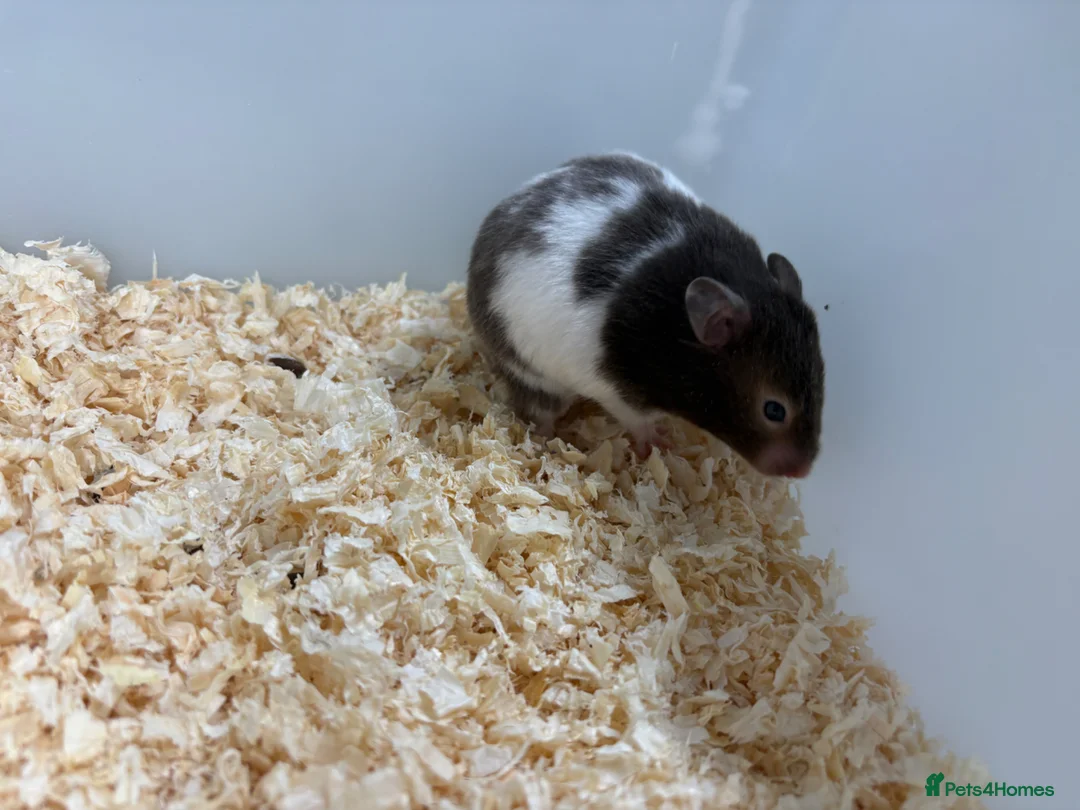 Hamster rodents for sale: Female Syrian hamsters  in Wilmslow - Advert 1