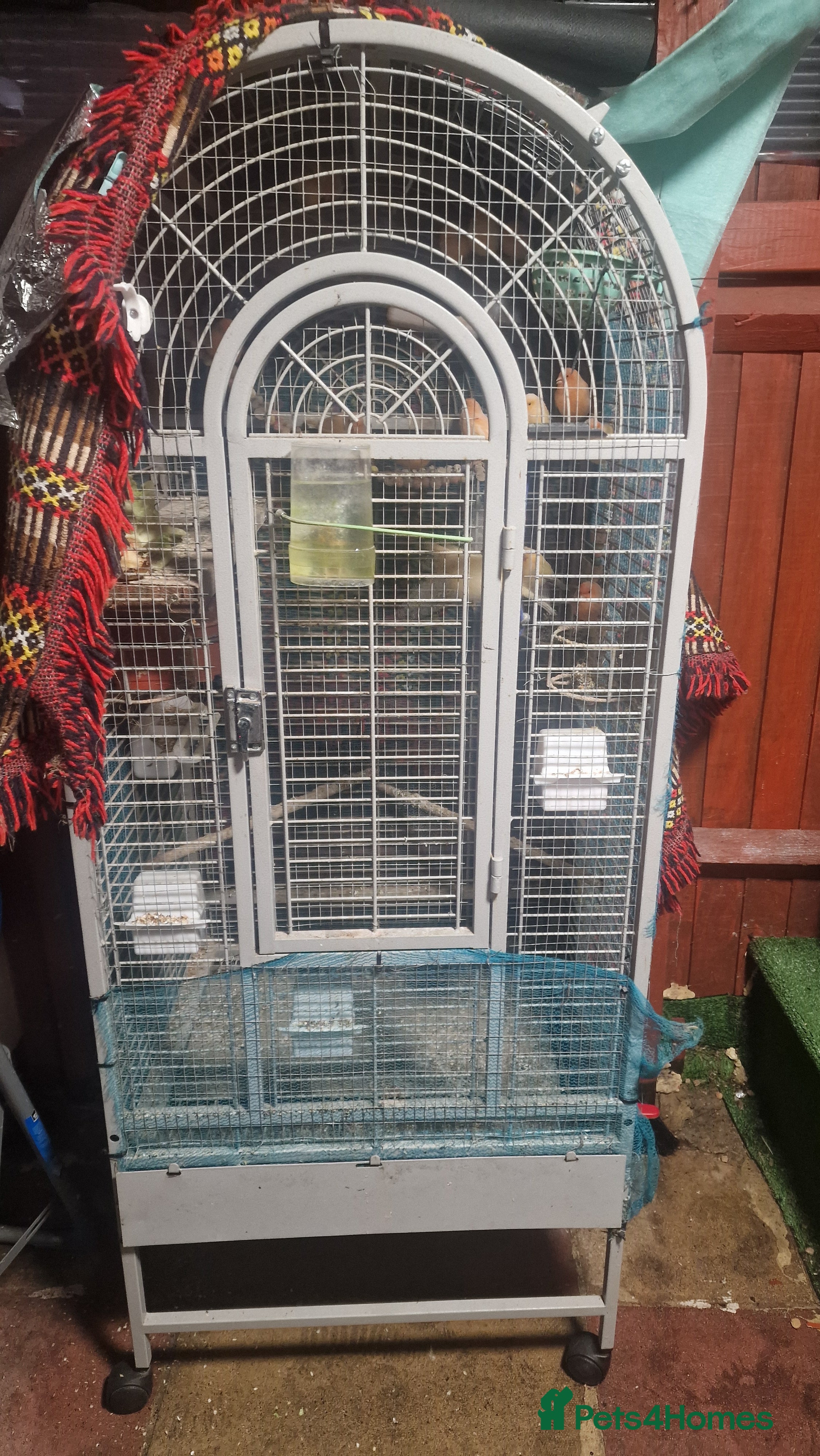 Canaries birds Canaries for sale and cage - Advert 1