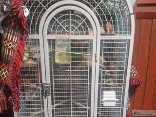 Canaries birds Canaries for sale and cage - Advert 1