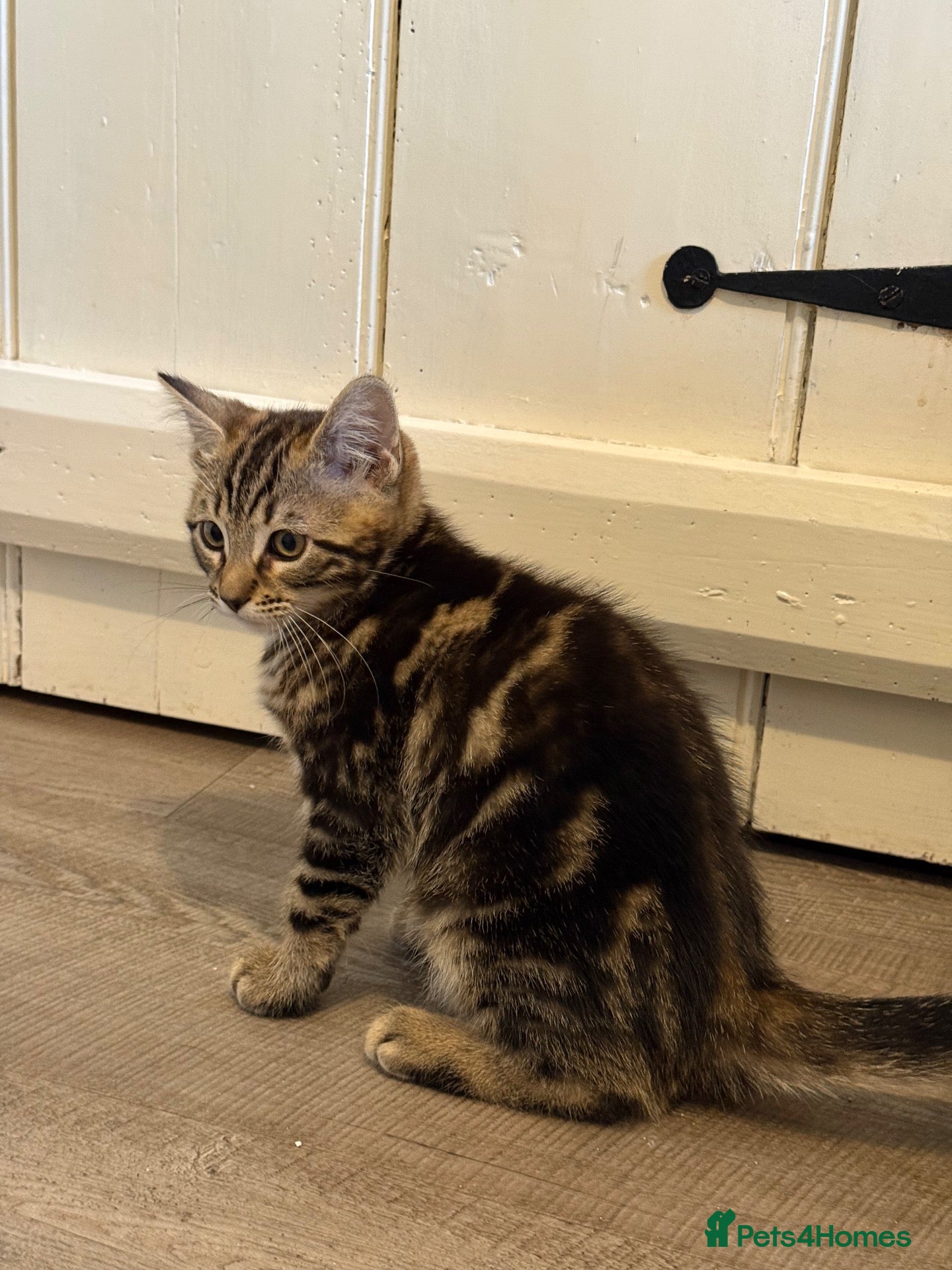 Mixed Breed cats Bengal X boy ready for his new home  - Advert 2