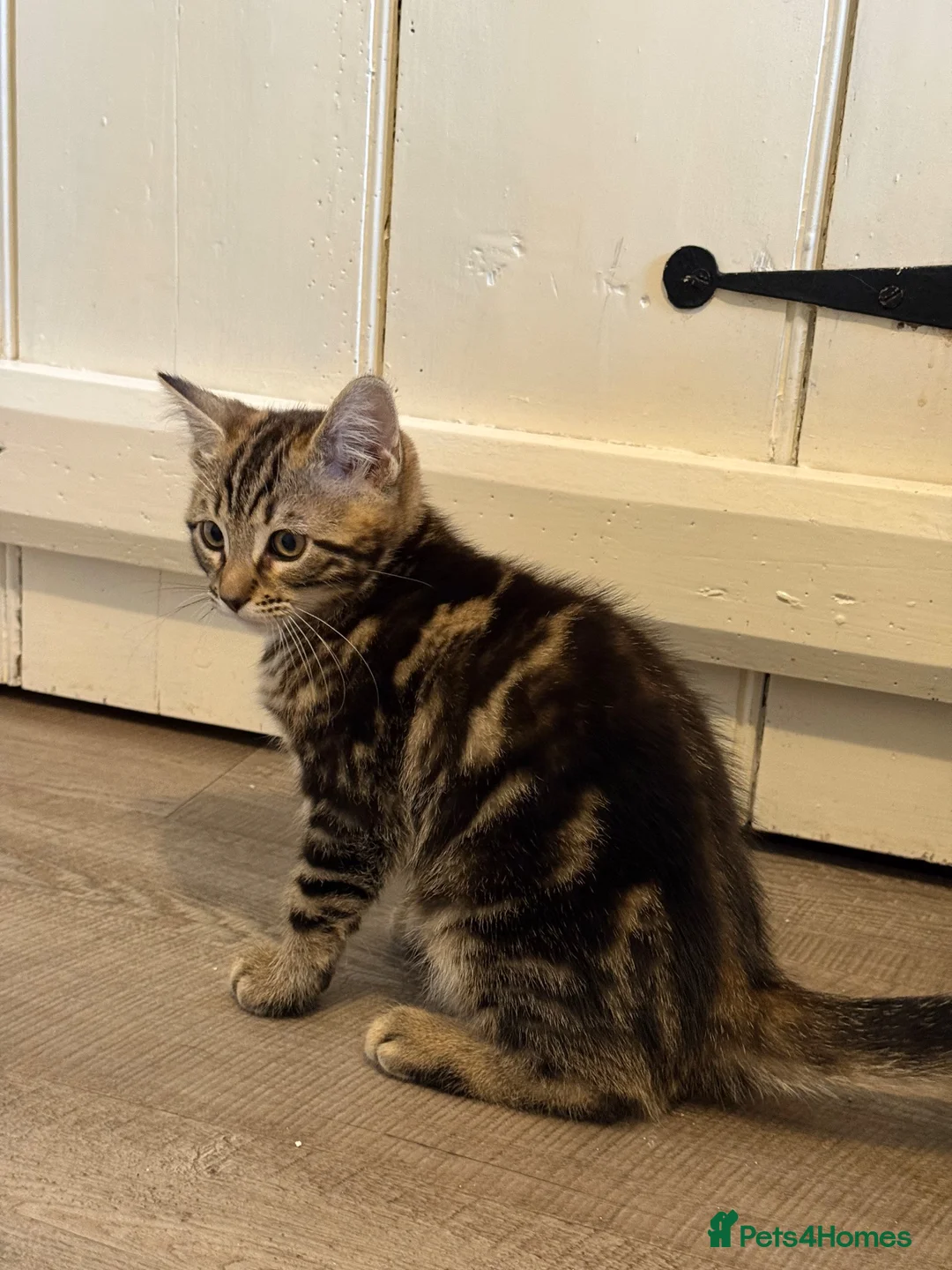 Mixed Breed cats for sale: Bengal X boy ready for his new home  - Advert 1