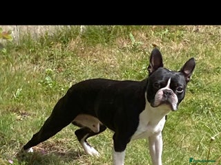 Boston Terrier dogs BOSTON TERRIER STUD in Lytham Saint Annes - Advert 15