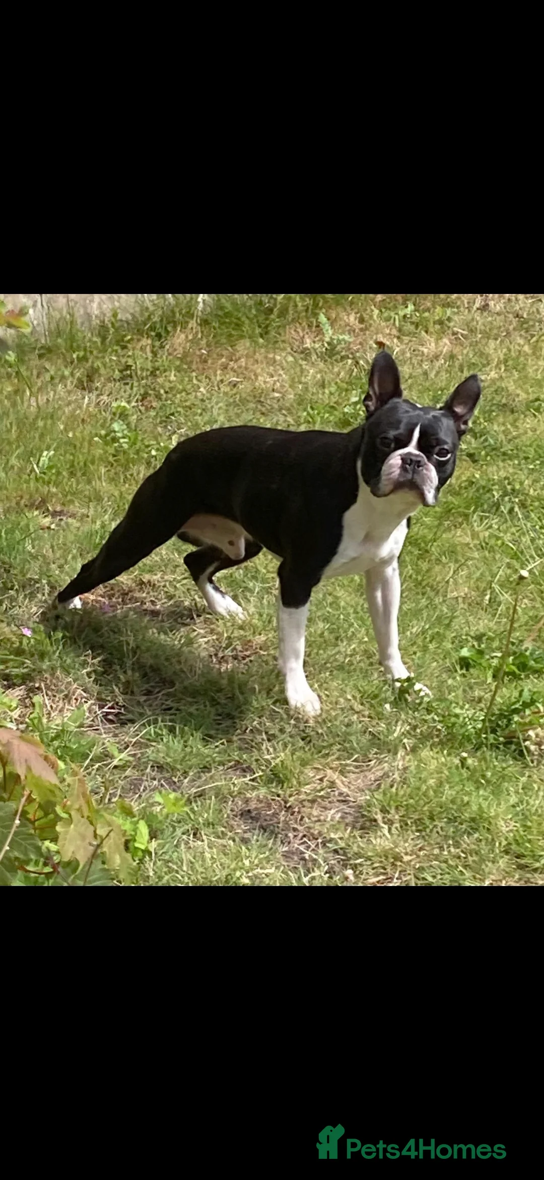 Boston Terrier dogs for stud: BOSTON TERRIER STUD in Lytham Saint Annes - Advert 1