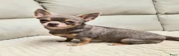 Chihuahua dogs for sale: Chocolate boy and girl chihuahua for sale - Advert 8