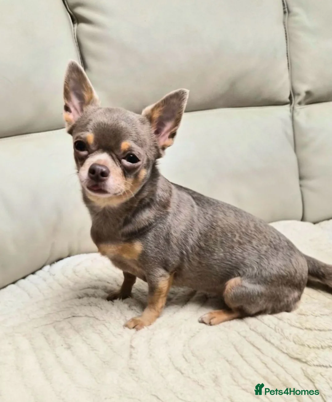 Chihuahua dogs for sale: Chocolate boy and girl chihuahua for sale - Advert 8