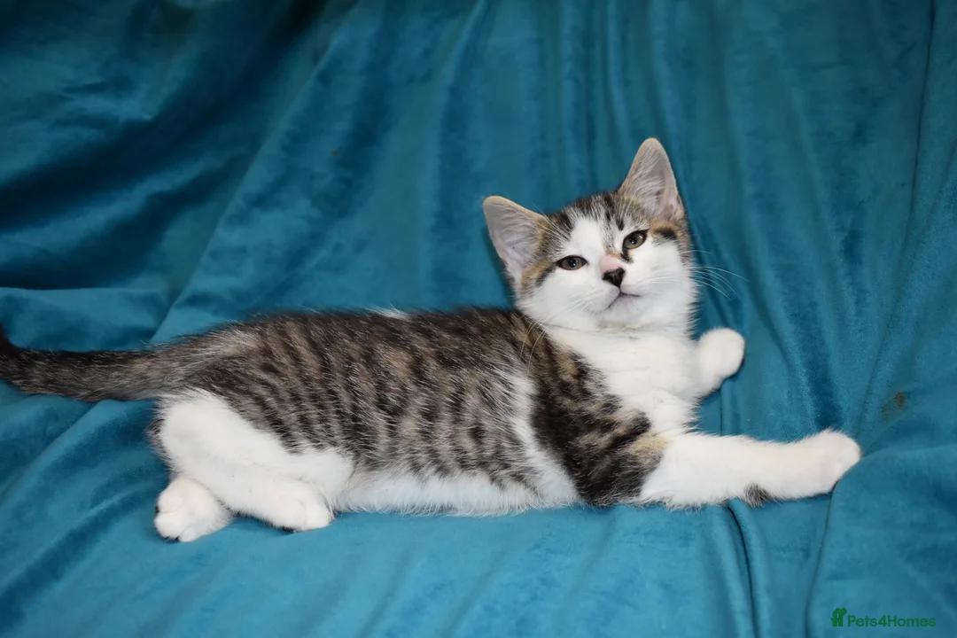 Mixed Breed cats for sale: 6 Gorgeous kittens for sale - Advert 40