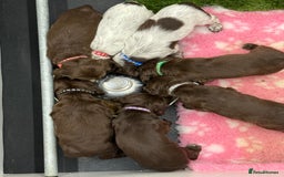 Cocker Spaniel dogs for sale: Working cocker spainel Puppys Ready to leave  - Image 12
