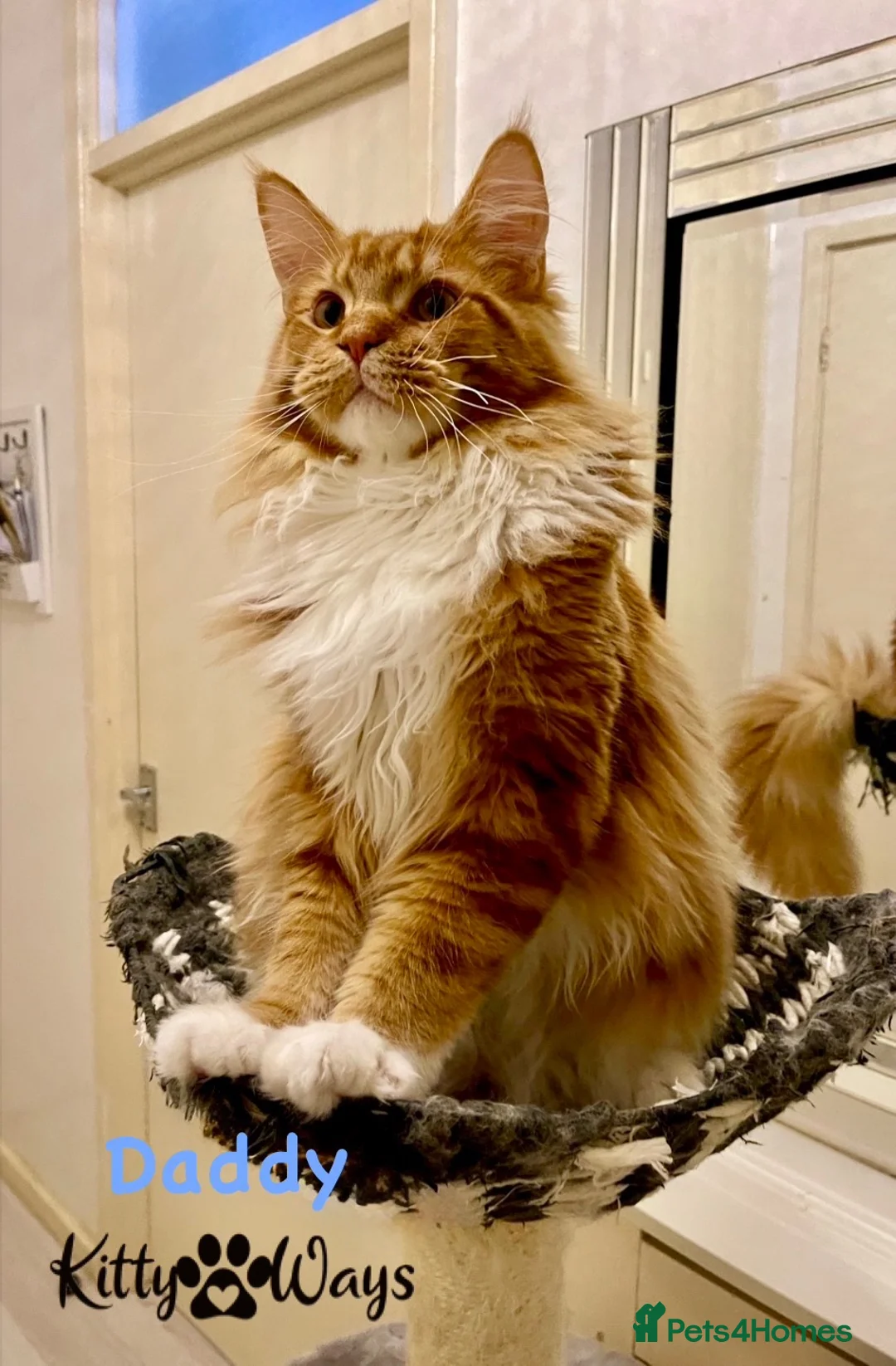 Maine Coon cats for sale: 🐾🦁 *TICA REG* GINGER MAINE COON KITTENS🦁🐾 - Advert 22