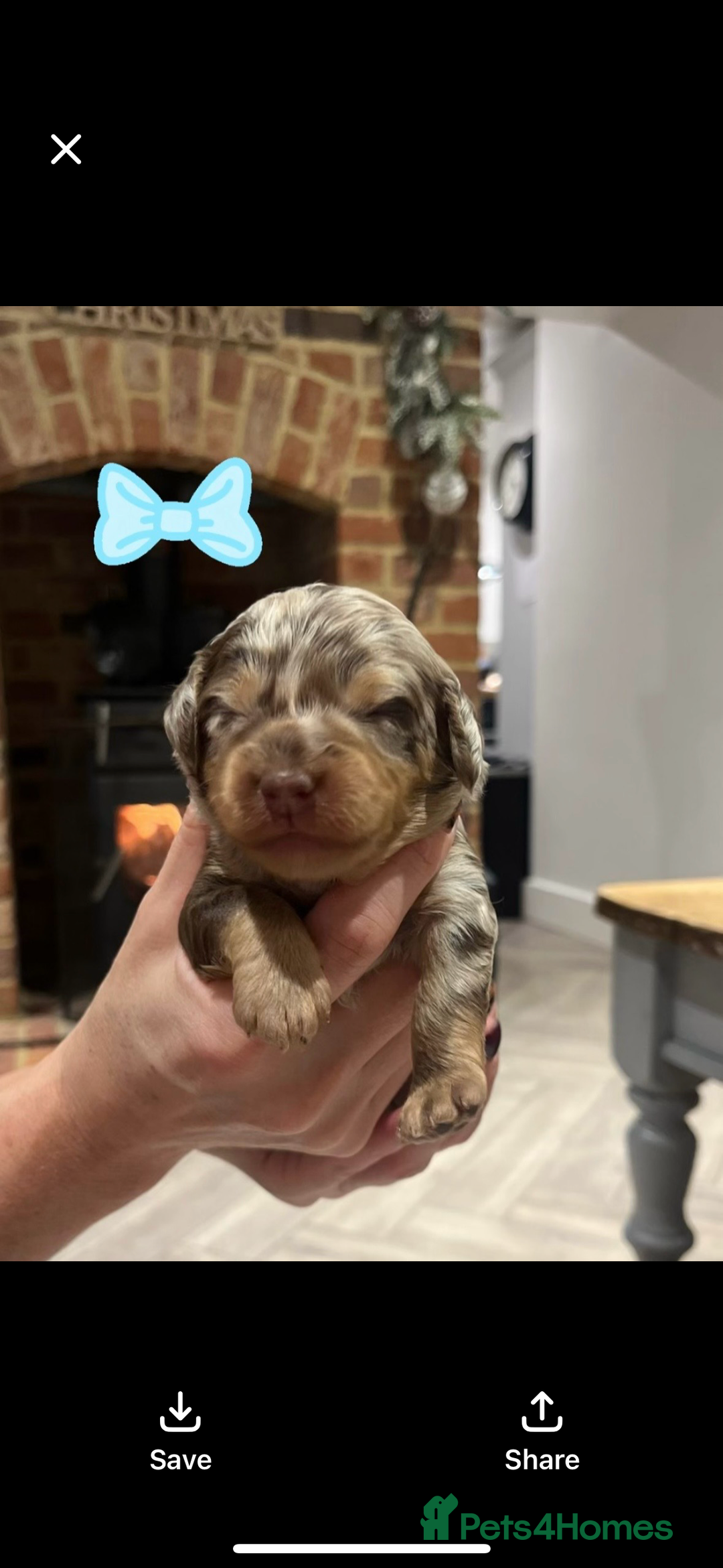 Cockapoo dogs for sale: F1b Toy Cockapoo Merle, Apricot, cream and Black  - Advert 4